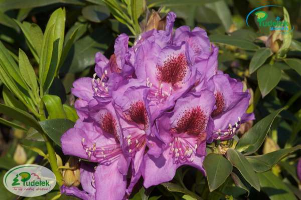 Rhododendron Blue Lagoon